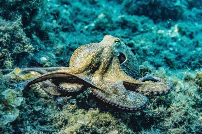 Octopus Lifespan How Long Do Octopuses Live?
