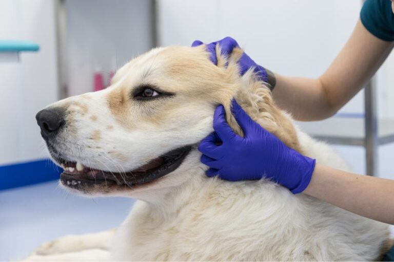 Dry Skin On Dog Ears 7 Reasons Why It Happens Misfit Animals