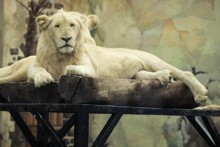 Can You Keep A Pet Lion & Is It A Good Or Bad Idea? Misfit Animals