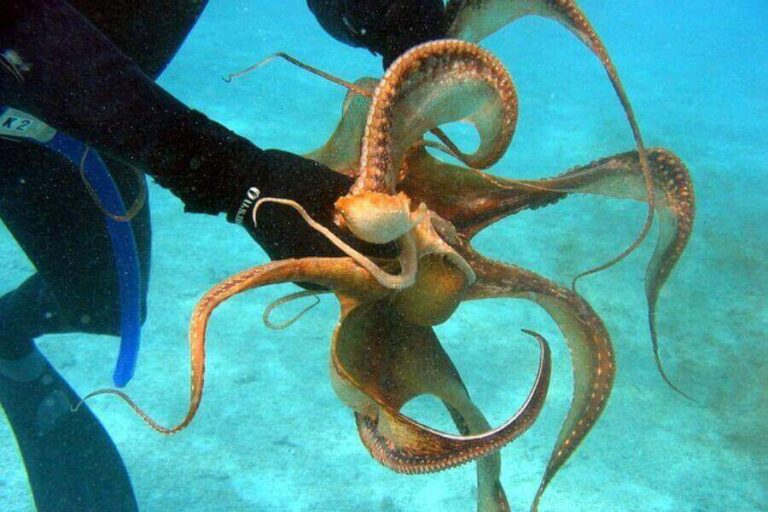 Are Octopuses Venomous? (How Octopus Venom Works)