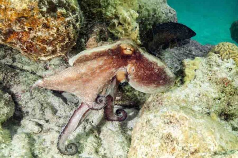 Octopus Reproduction Why They Die After Mating Misfit Animals
