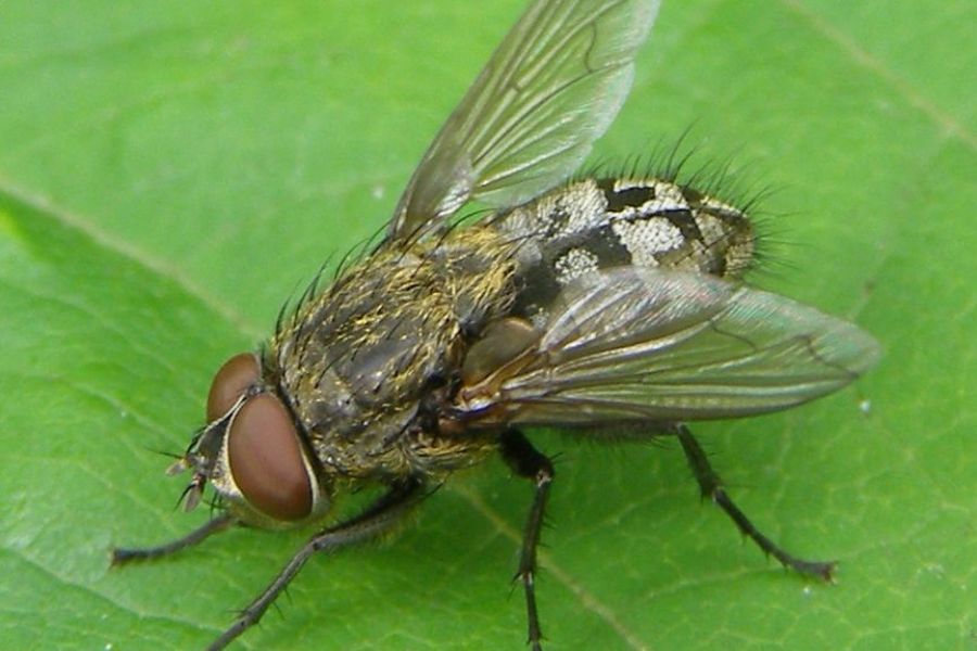 Cluster Flies