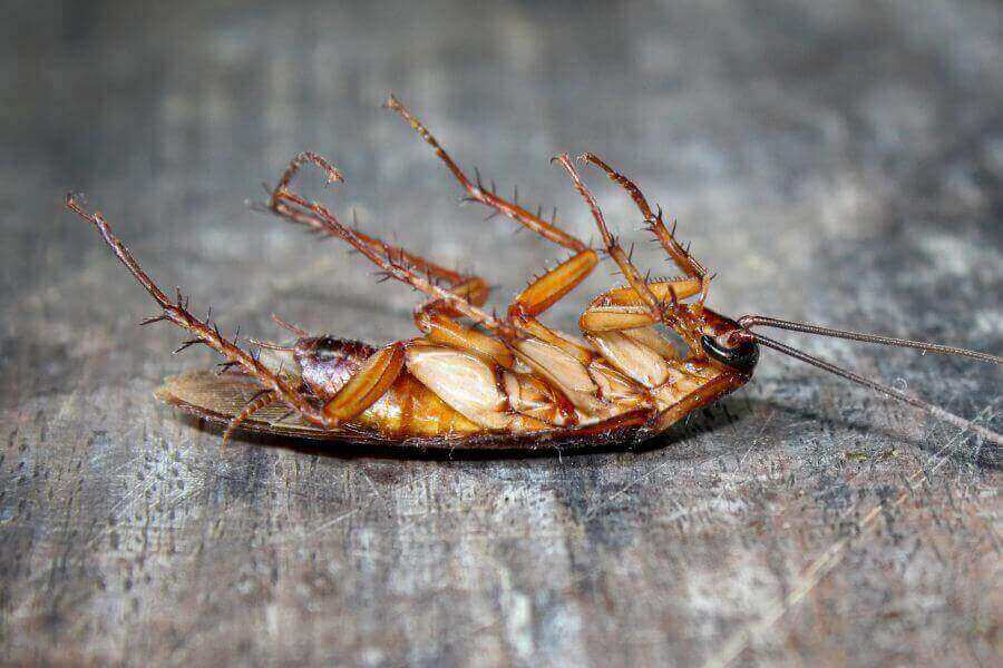 Cockroaches