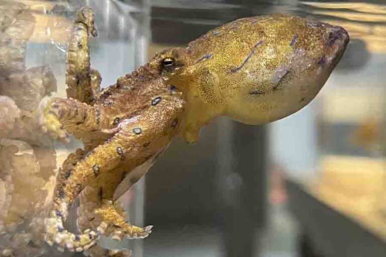 Are Octopuses Dangerous? (What To Do If An Octopus Attacks) Misfit