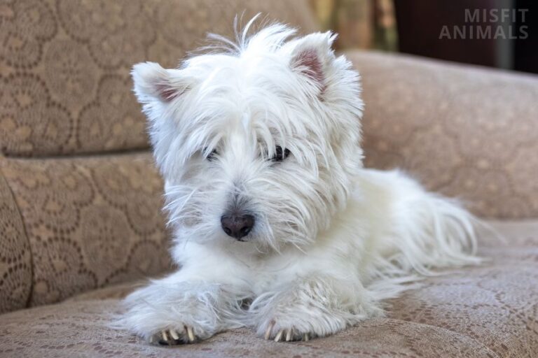 Do Westies Shed? (Why, How Much & How To Control It)