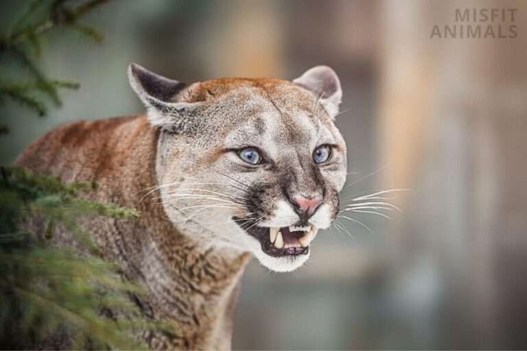 Does Bear Spray Work On Mountain Lions?