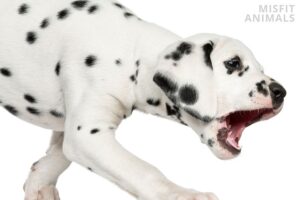 Dog Hairball Cough
