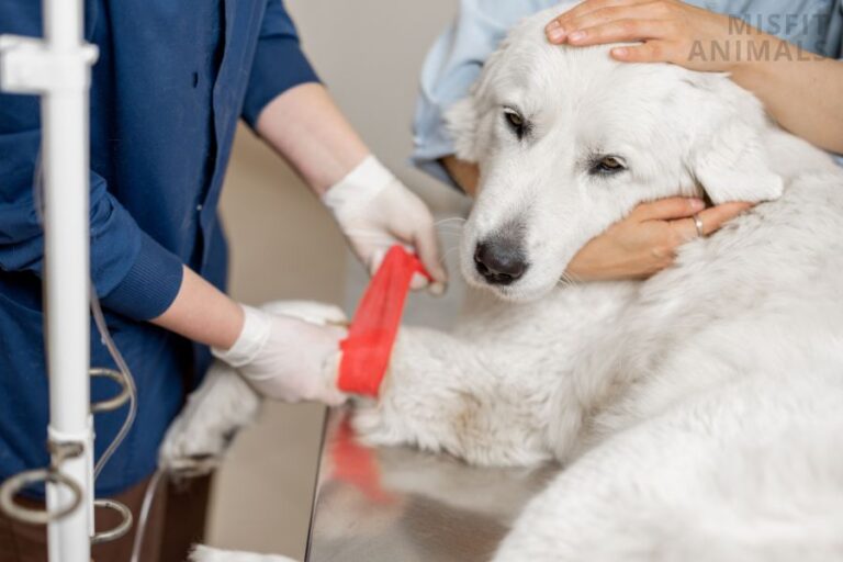 dog-having-trouble-walking-after-shots-reasons-solutions