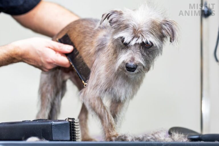 Why Is My Dog Limping After Laying Down (5 Reasons)