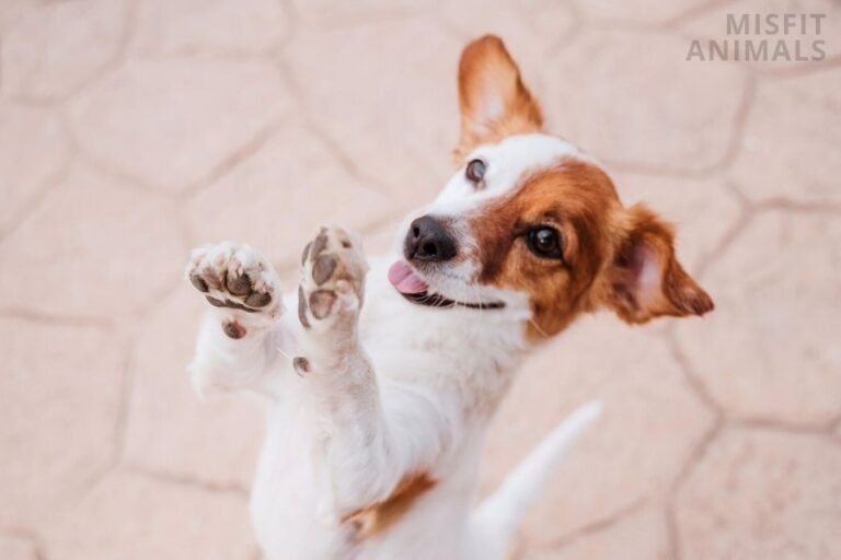 My Dog Has Itchy Paws 6 Reasons Why It Happens Misfit Animals