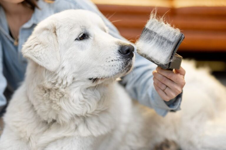 My Dog Is Itching But Has No Fleas Causes & Solutions Misfit Animals