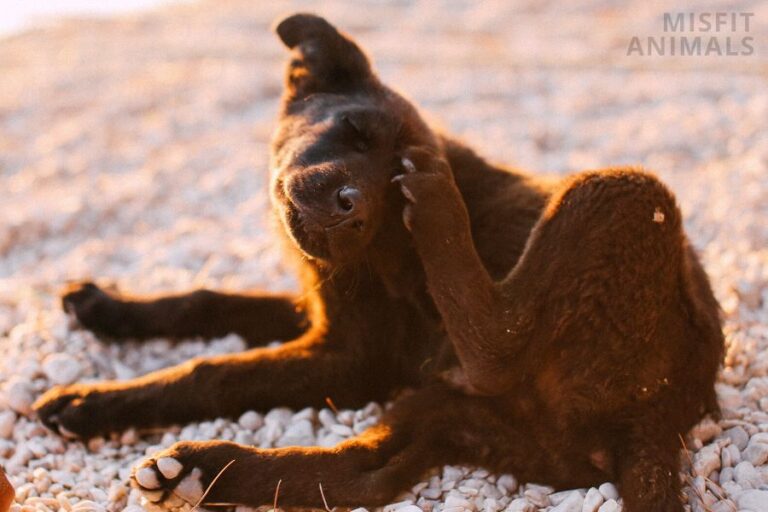 My Dog Won’t Stop Itching 5 Reasons Why This Happens Misfit Animals