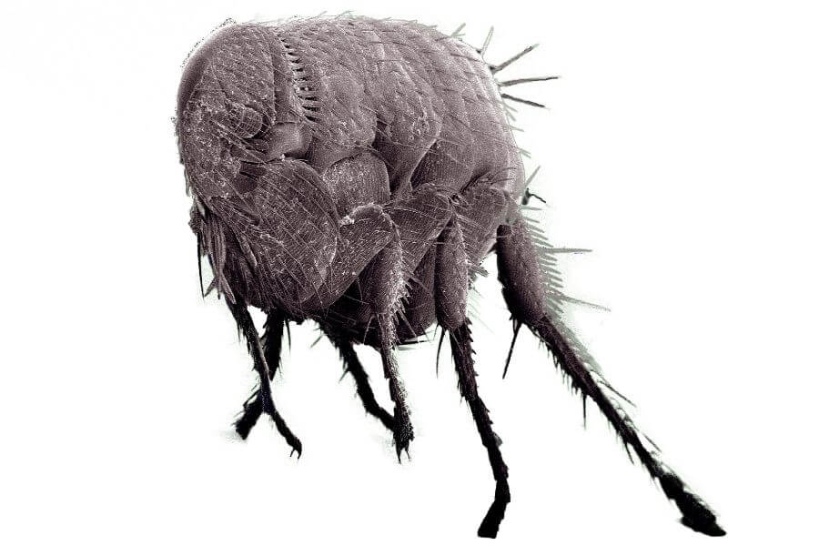 Fleas