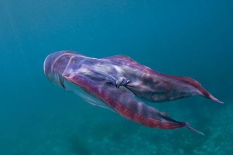 Blanket Octopus (Tremoctopus) Misfit Animals