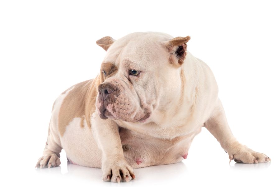 Dog Hairball Cough: 6 Reasons Why it Happens Heart-Diseases