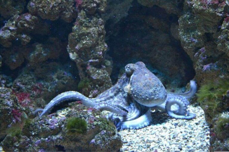 Octopus Lifespan How Long Do Octopuses Live?