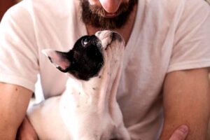Do Dogs Understand English? How To Teach Your Dog Words