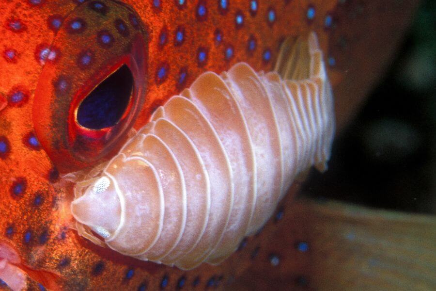 Isopods