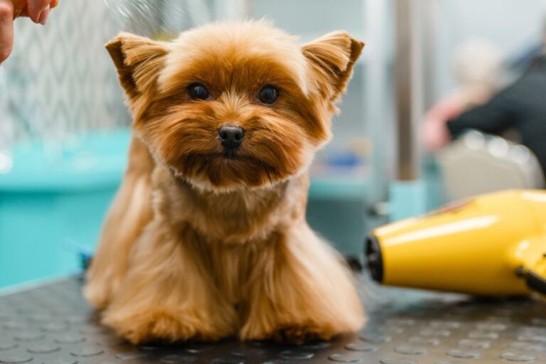 Dog Itching After Grooming 6 Reasons Why It Happens Misfit Animals
