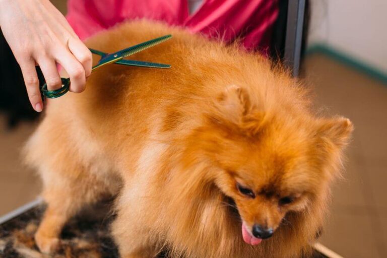 Dog Itching After Grooming 6 Reasons Why It Happens Misfit Animals