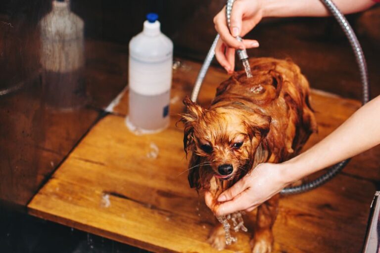 Dog Itching After Grooming 6 Reasons Why It Happens Misfit Animals