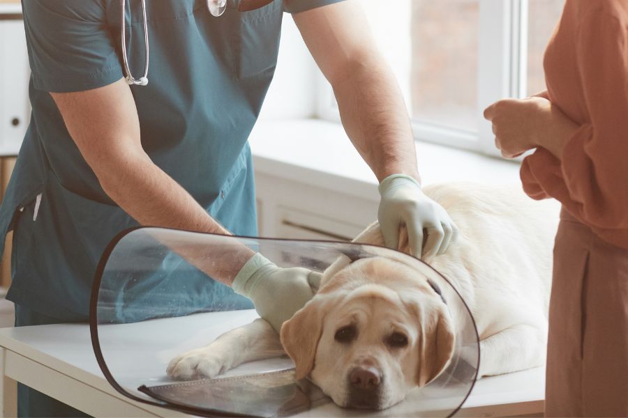 Left-Sided Congestive Heart Failure in Dogs