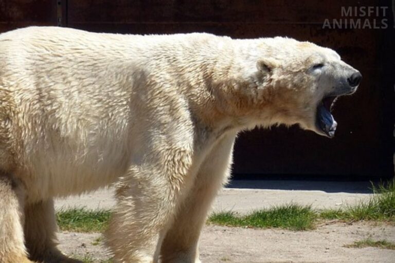 Jaguar Vs. Mountain Lion: 5 Key Differences Explained