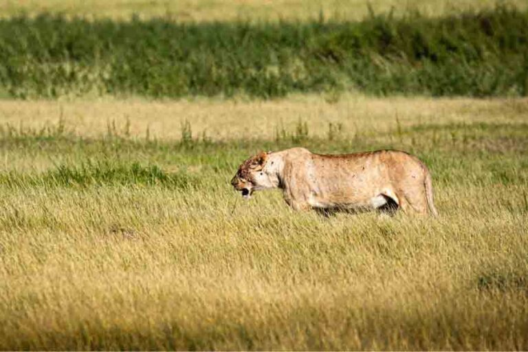 Do Lions Live In The Jungle? (Natural Habitat And Range)