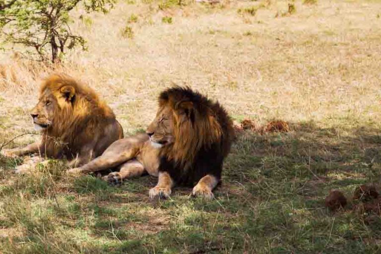 Do Lions Live In The Jungle? (Natural Habitat And Range)