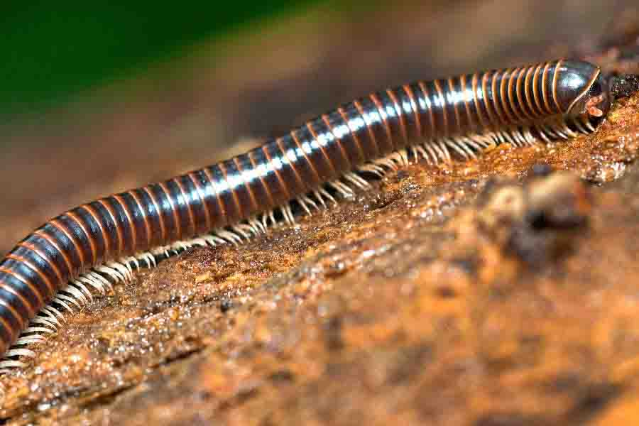 Millipedes