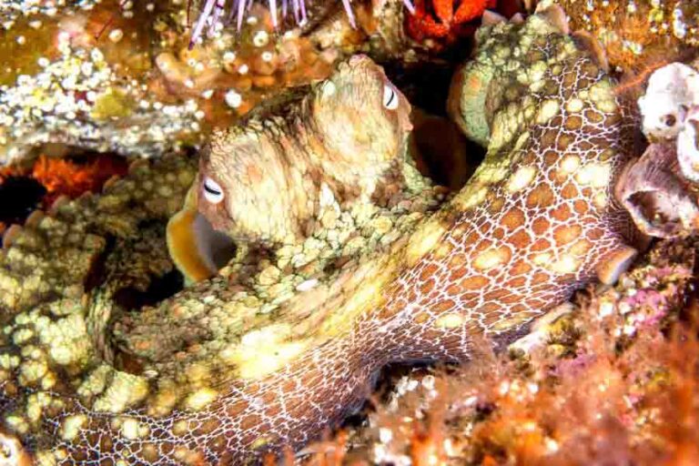 Octopus Beak The Mouth Of Octopuses Misfit Animals