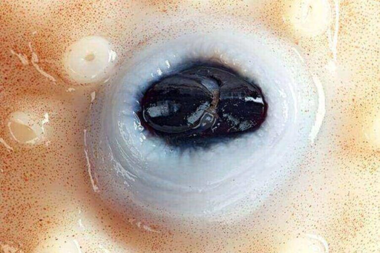 Octopus Beak The Mouth Of Octopuses Misfit Animals