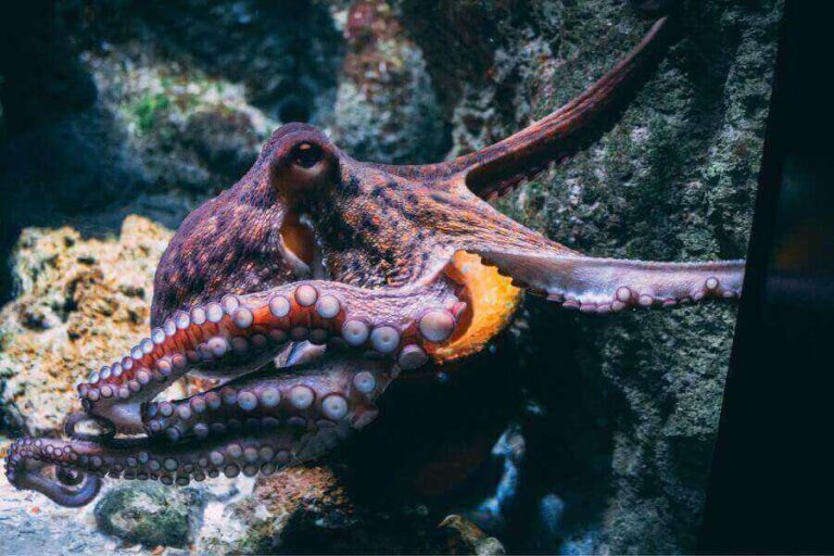 Are Octopuses Venomous? (How Octopus Venom Works)