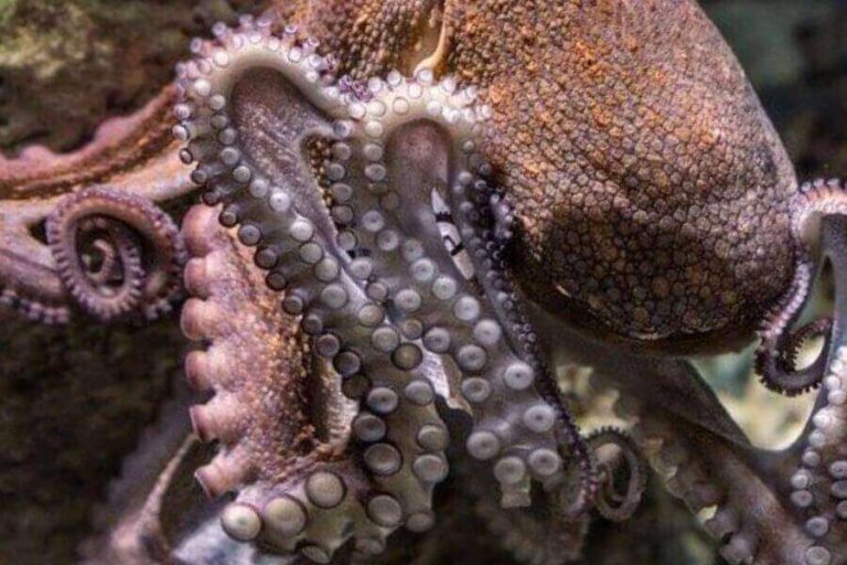 Do Octopus Arms Grow Back? (Regeneration Process)