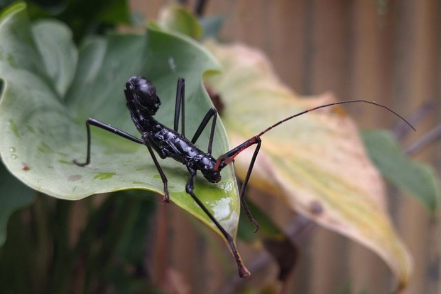 Phasmids