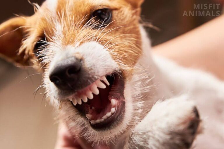 Why Does My Puppy Get Aggressive At Night? (How To Stop It) Misfit Animals