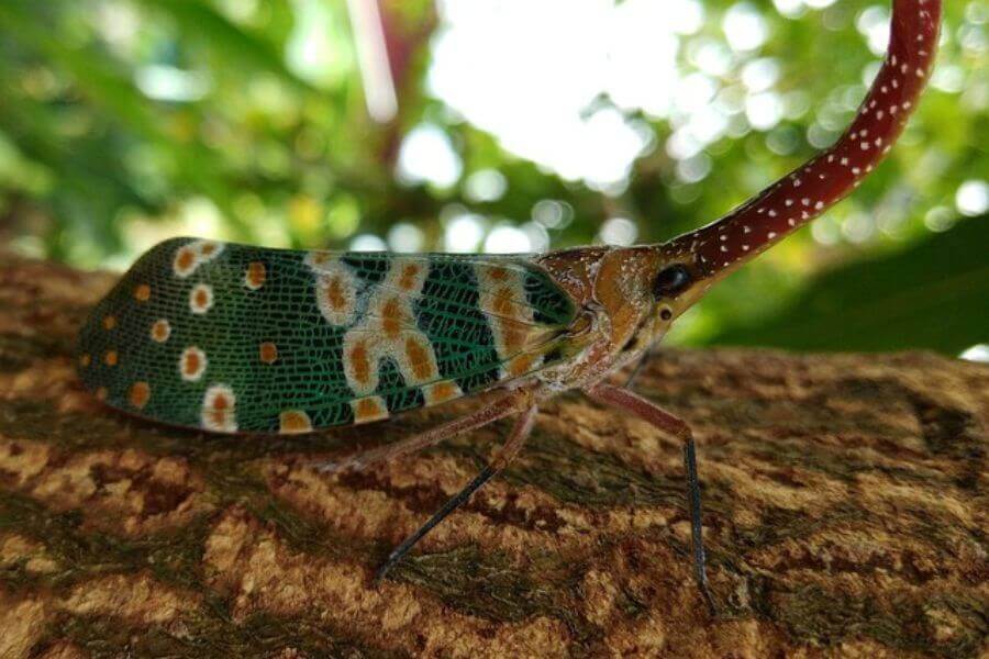 Pyrops