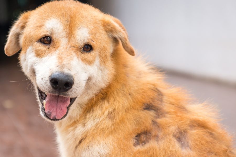 Respiratory Tract Infections