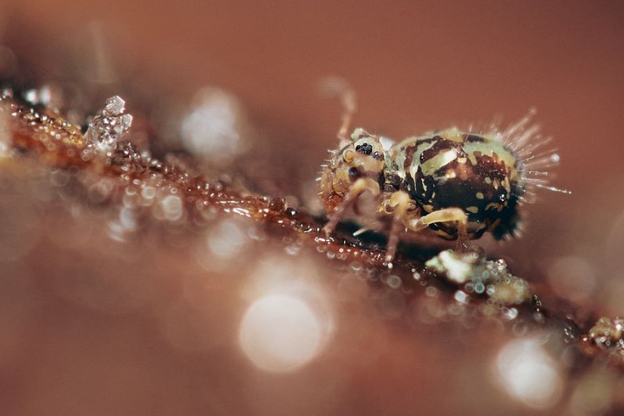 Springtails