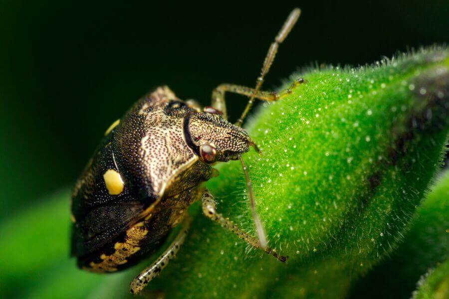 Stink Bugs