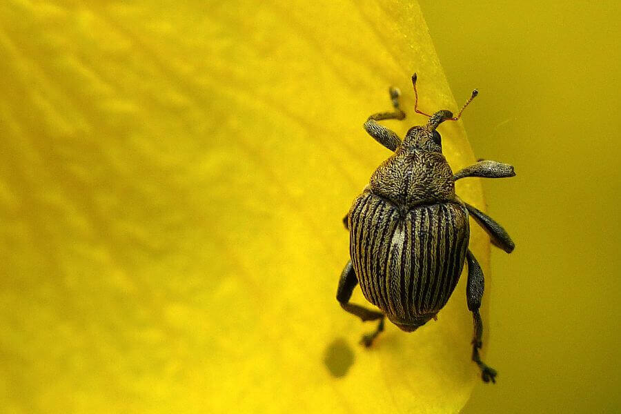 Weevils