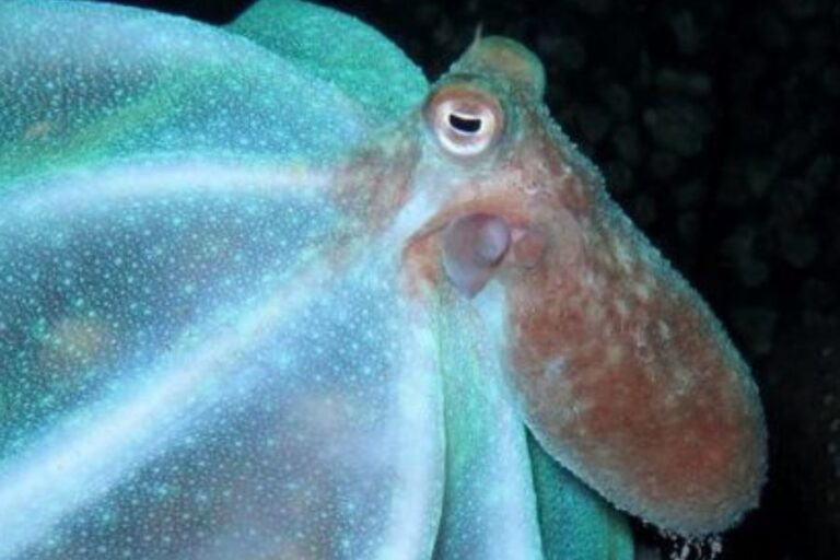 How Many Hearts Does An Octopus Have? (How It Works)