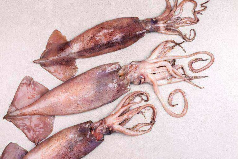 How Many Tentacles Does A Squid Have? (Arms & Tentacles) Misfit Animals