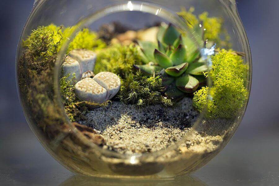 What Do You Need in a Typical Bug Terrarium