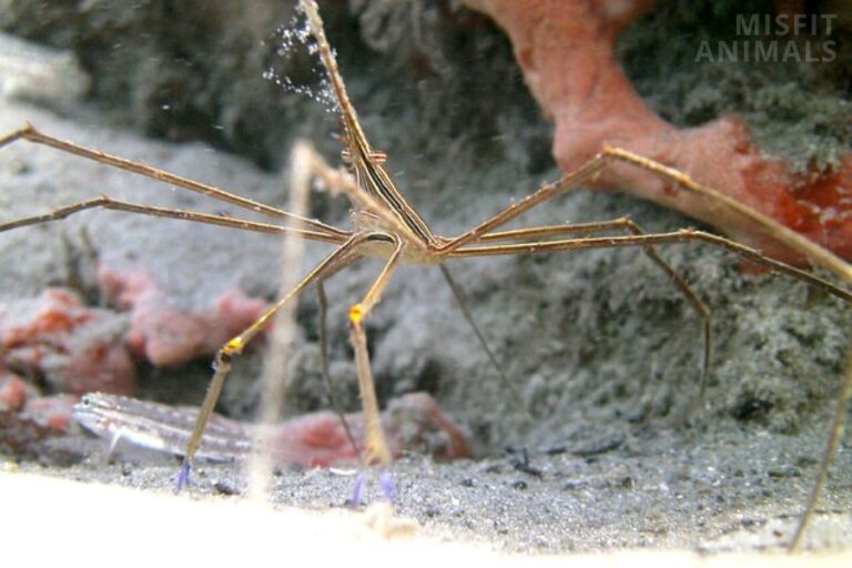 What Eats Algae? (7 Animals That Mainly Eat Algae)