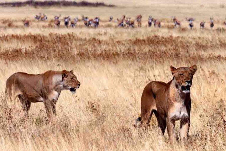 Do Lions Hibernate? (Activity Pattern & Winter Activity)