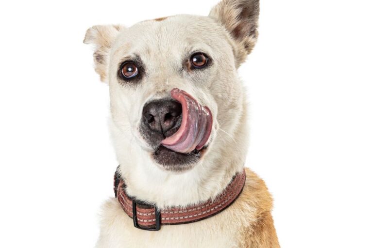 Why Is My Dog Smacking Lips? (7 Causes & What To Do) Misfit Animals