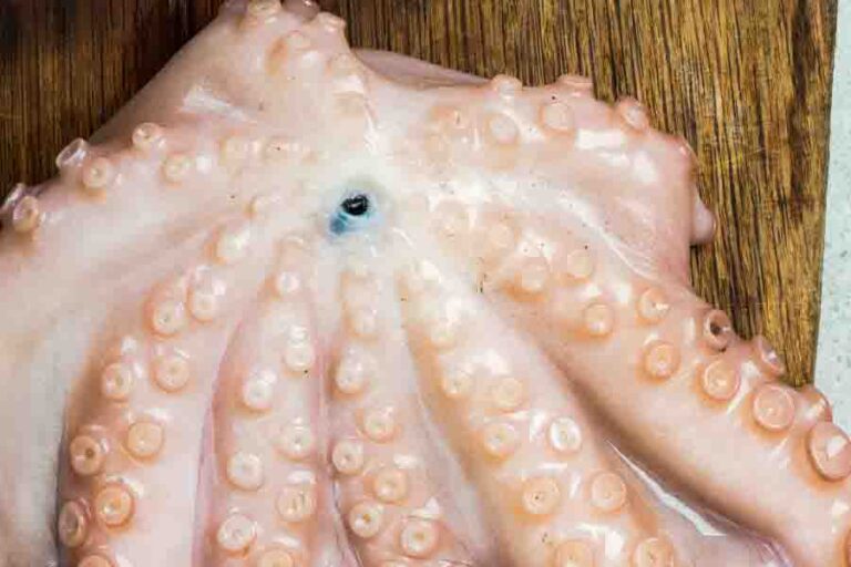Octopus Beak The Mouth Of Octopuses Misfit Animals