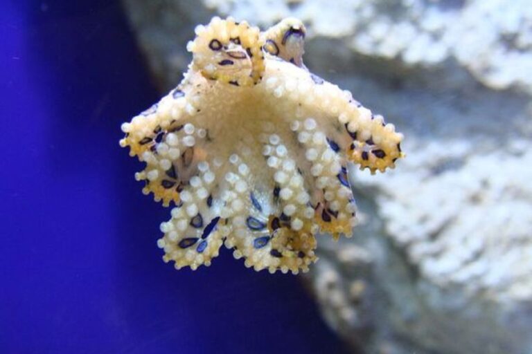 Are Octopuses Venomous? (How Octopus Venom Works)