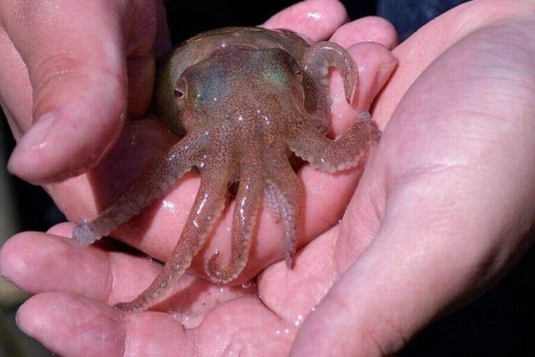 How Many Tentacles Does A Squid Have? (Arms & Tentacles) Misfit Animals